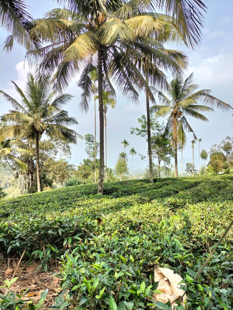 Organic Farm Tourism in Wayanad
